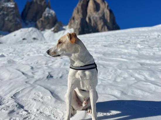 snowy-valgardena