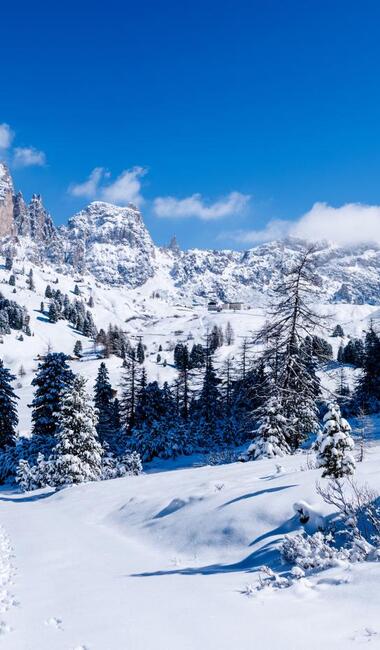 Paesaggio montano invernale con prati innevati, conifere e cielo azzurro.