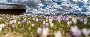 blüten südtirol